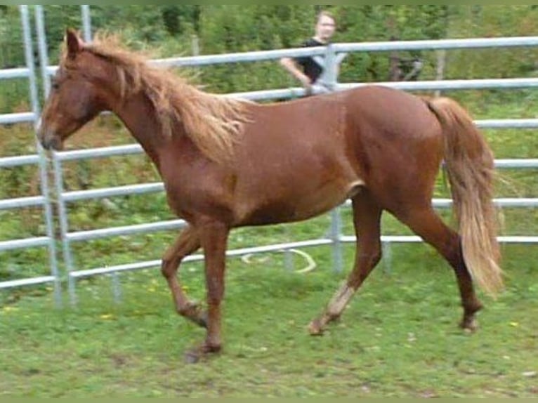 American Indian Horse Gelding 2 years 14,2 hh Chestnut-Red in Julbach