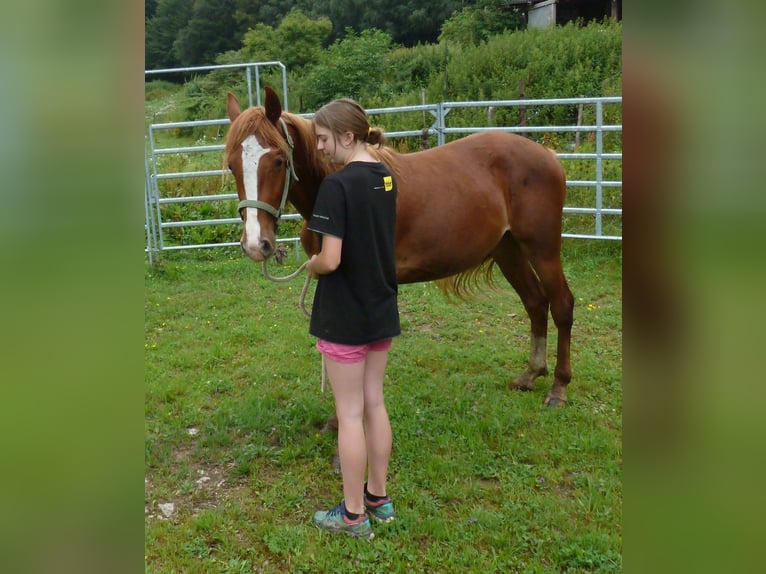 American Indian Horse Gelding 2 years 14,2 hh Chestnut-Red in Julbach