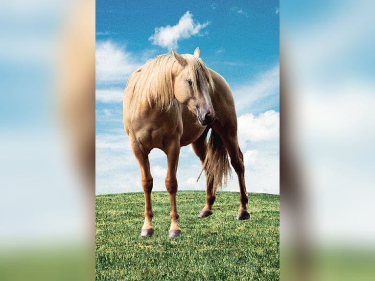 American Indian Horse Gelding 2 years 14,3 hh Dunalino in Monschau