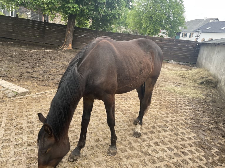 American Indian Horse Gelding 2 years 15,2 hh Bay-Dark in Hellenthal