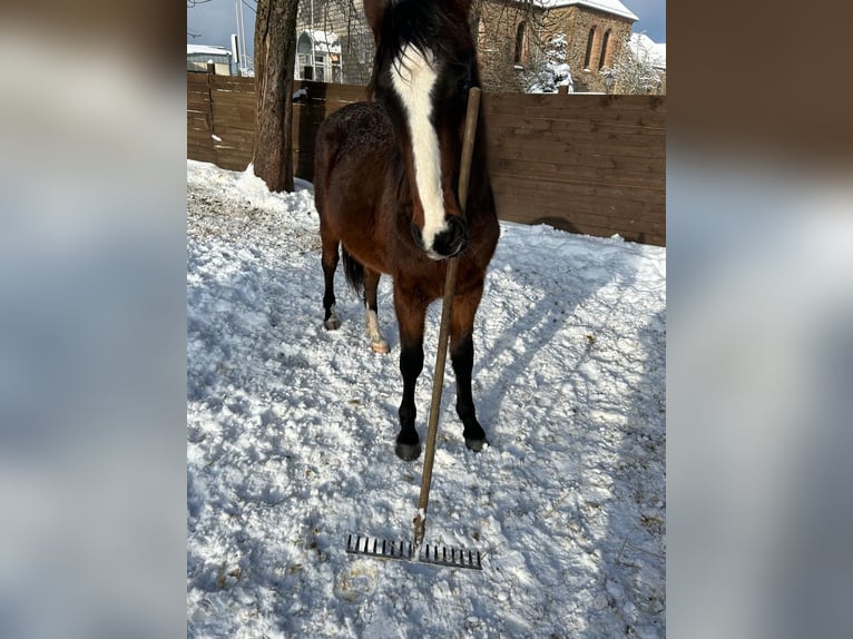 American Indian Horse Gelding 2 years 15,2 hh Bay-Dark in Hellenthal