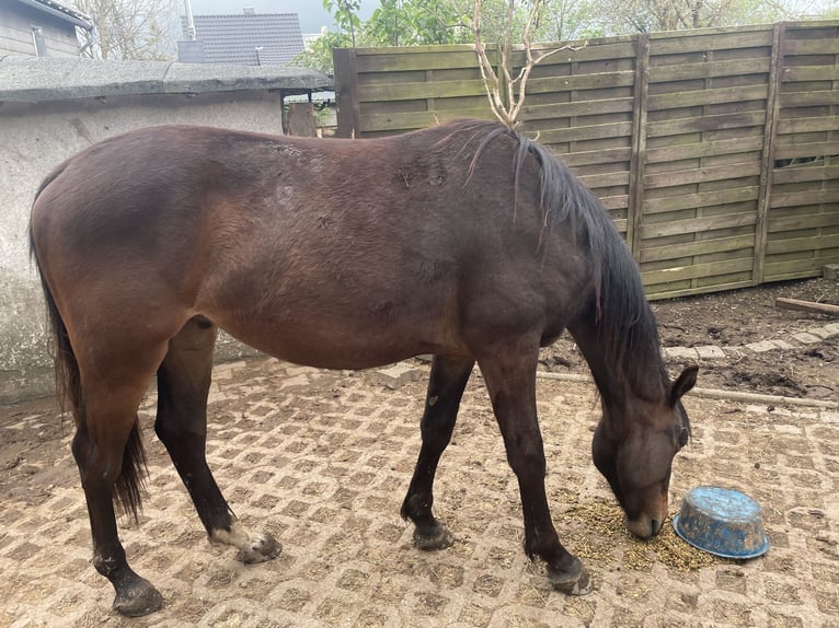 American Indian Horse Gelding 2 years 15,2 hh Bay-Dark in Hellenthal