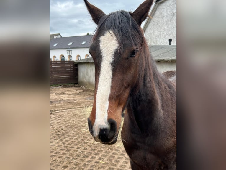 American Indian Horse Gelding 2 years 15,2 hh Bay-Dark in Hellenthal