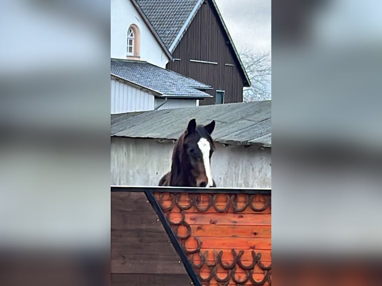 American Indian Horse Gelding 2 years 15,2 hh Bay-Dark in Hellenthal