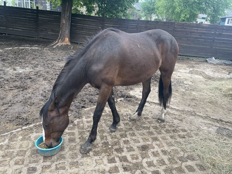 American Indian Horse Gelding 2 years 15,2 hh Bay-Dark in Hellenthal