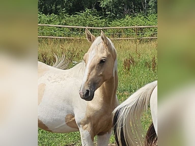 American Indian Horse Gelding 3 years 14,3 hh Pinto in Langerwehe