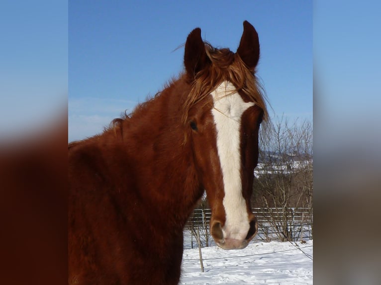 American Indian Horse Gelding 4 years 14.2 hh Chestnut-Red in Julbach