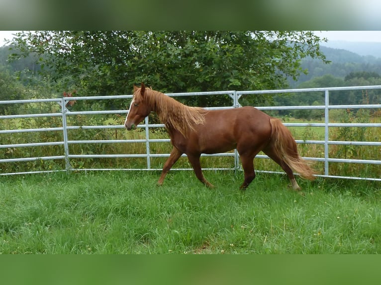American Indian Horse Gelding 4 years 14,2 hh Chestnut-Red in Julbach