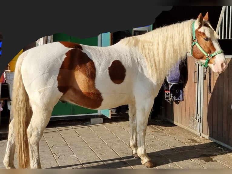 American Indian Horse Gelding 5 years 14,1 hh in Fr&#xF6;ndenberg