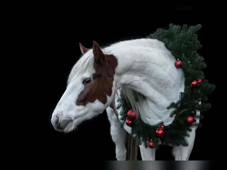 American Indian Horse Gelding 5 years 14,1 hh in Fr&#xF6;ndenberg