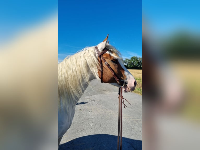 American Indian Horse Gelding 5 years 14,1 hh in Fr&#xF6;ndenberg