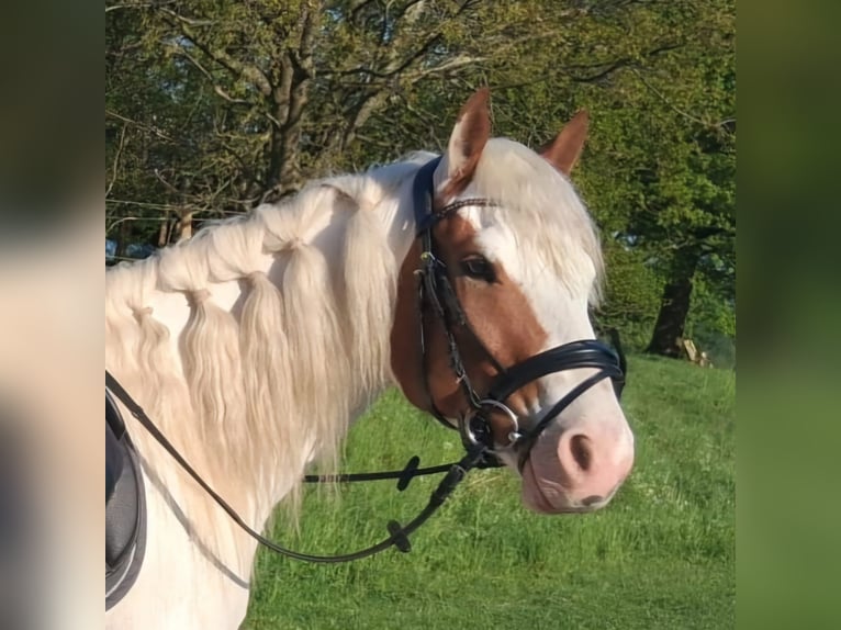 American Indian Horse Gelding 5 years 14,1 hh in Fr&#xF6;ndenberg