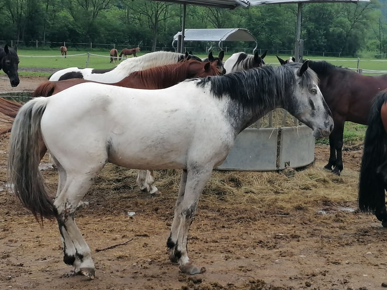 American Indian Horse Gelding 7 years 15,2 hh in Glashütten