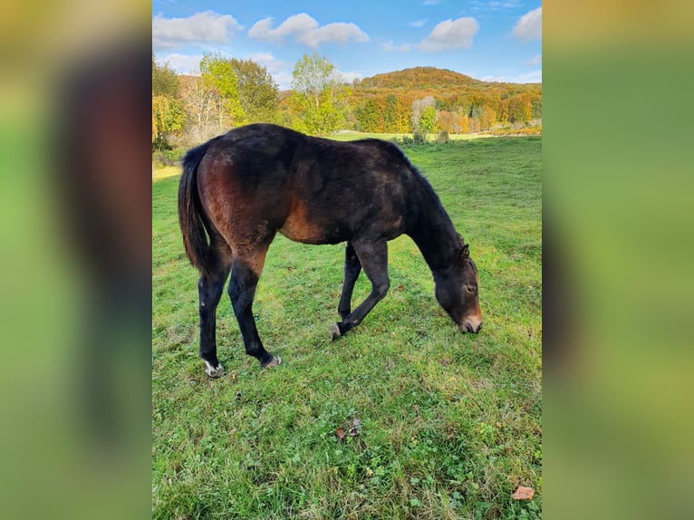 American Indian Horse Mix Giumenta 1 Anno 150 cm Baio nero in Ötzingen