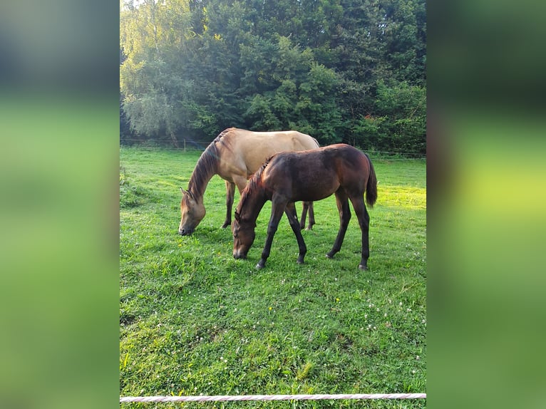 American Indian Horse Mix Giumenta 1 Anno 150 cm Baio nero in Ötzingen