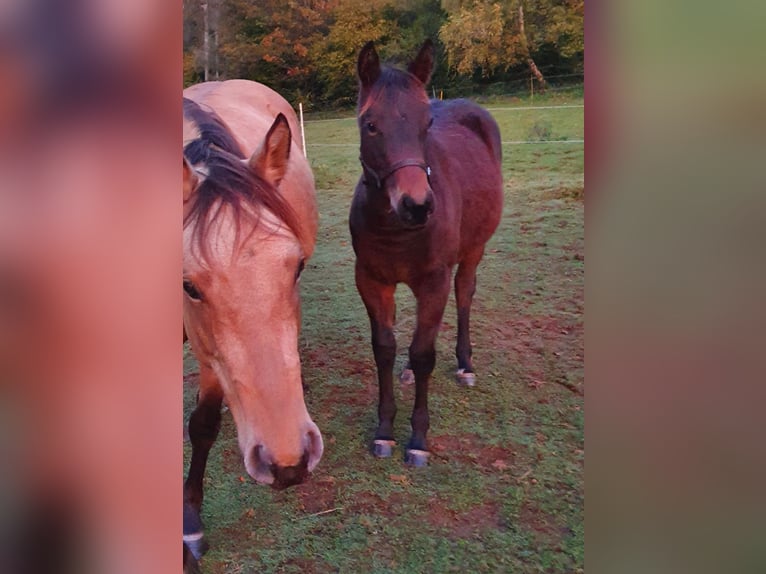 American Indian Horse Mix Giumenta 1 Anno 150 cm Baio nero in Ötzingen