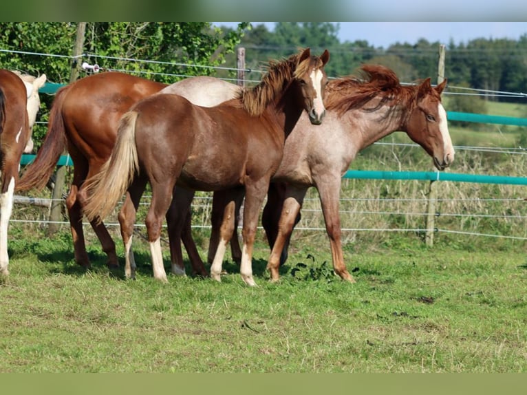 American Indian Horse Giumenta 1 Anno 150 cm Sauro scuro in Hellenthal