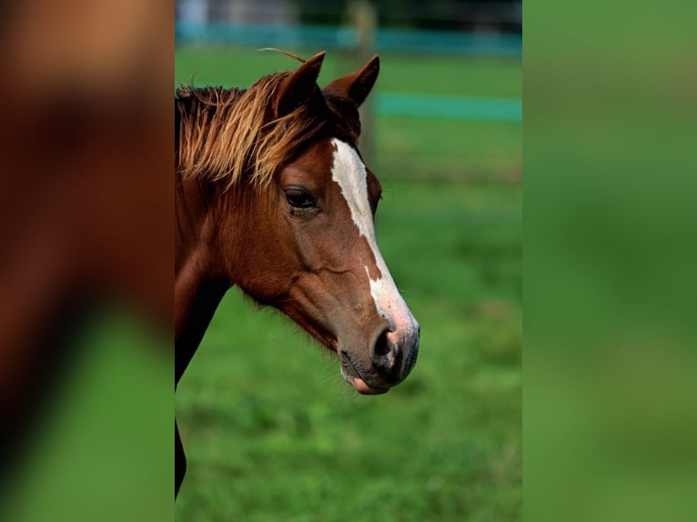 American Indian Horse Giumenta 1 Anno 150 cm Sauro scuro in Hellenthal