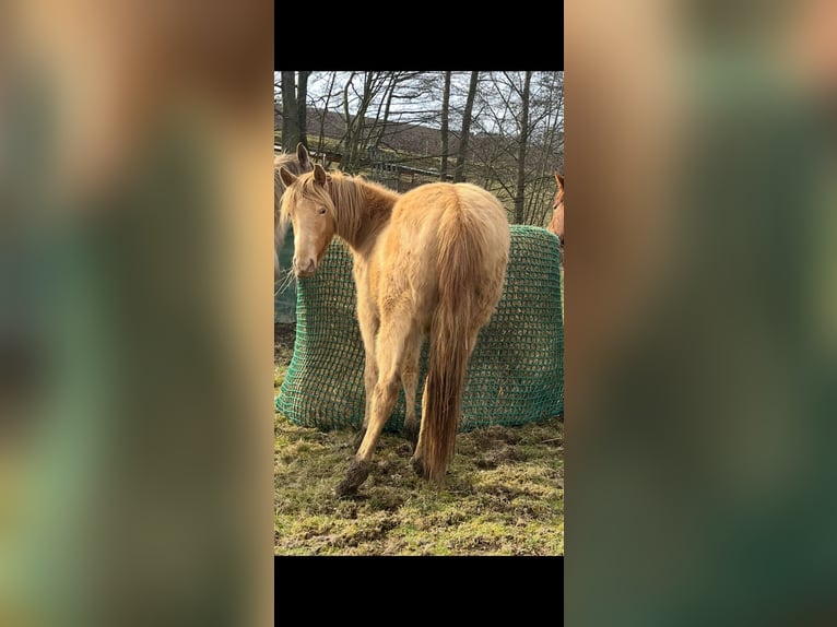 American Indian Horse Giumenta 2 Anni 150 cm Champagne in Oberbachheim