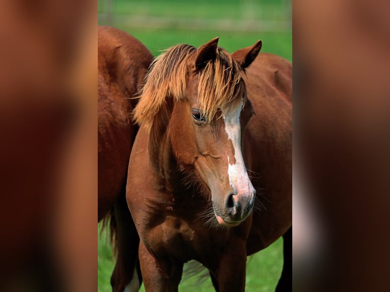 American Indian Horse Giumenta 2 Anni 150 cm Sauro scuro in Hellenthal