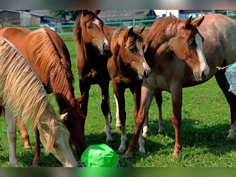 American Indian Horse Giumenta 2 Anni 150 cm Sauro scuro in Hellenthal