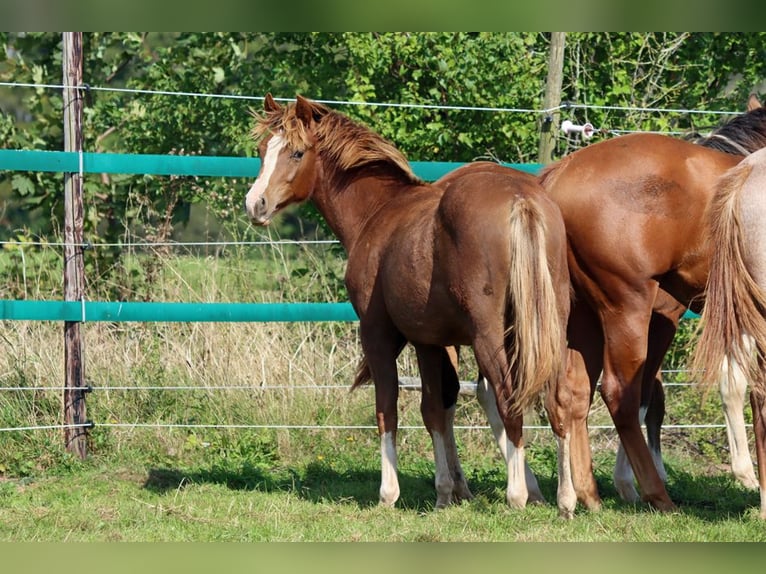 American Indian Horse Giumenta 2 Anni 150 cm Sauro scuro in Hellenthal