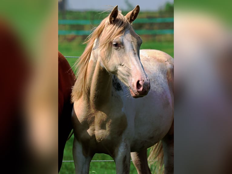 American Indian Horse Giumenta 2 Anni 152 cm Champagne in Hellenthal