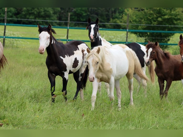 American Indian Horse Giumenta 2 Anni 152 cm Champagne in Hellenthal