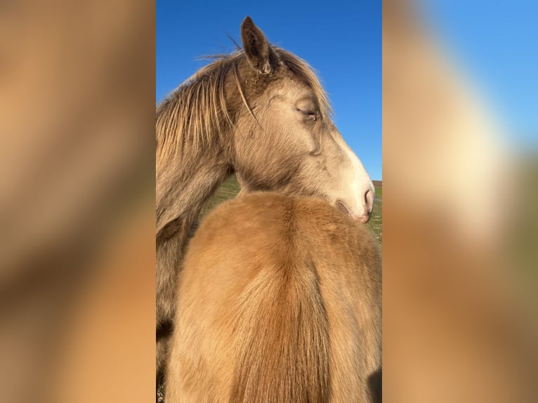 American Indian Horse Giumenta 3 Anni 150 cm Champagne in Oberbachheim