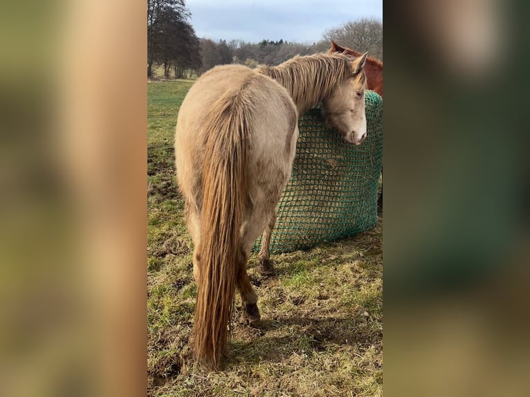 American Indian Horse Giumenta 3 Anni 150 cm Champagne in Oberbachheim