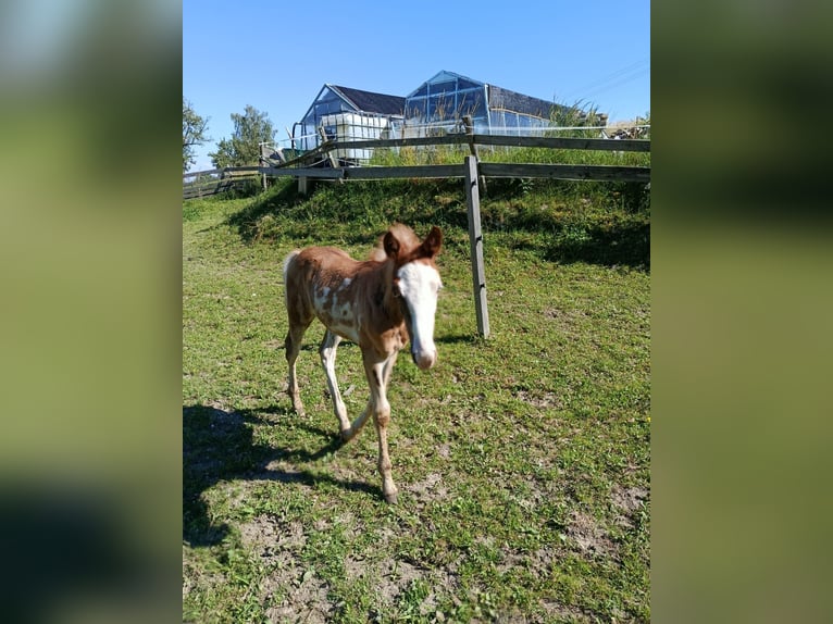 American Indian Horse Giumenta 7 Anni 152 cm  in Wolfsegg