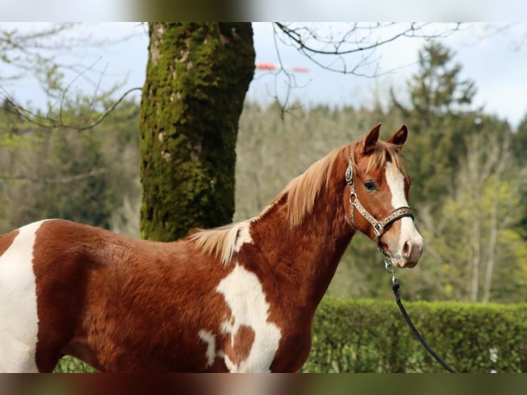 American Indian Horse Hengst 1 Jaar 150 cm Tobiano-alle-kleuren in Hellenthal