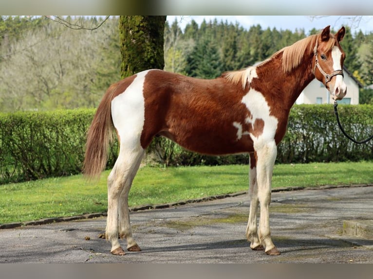 American Indian Horse Hengst 1 Jaar 150 cm Tobiano-alle-kleuren in Hellenthal