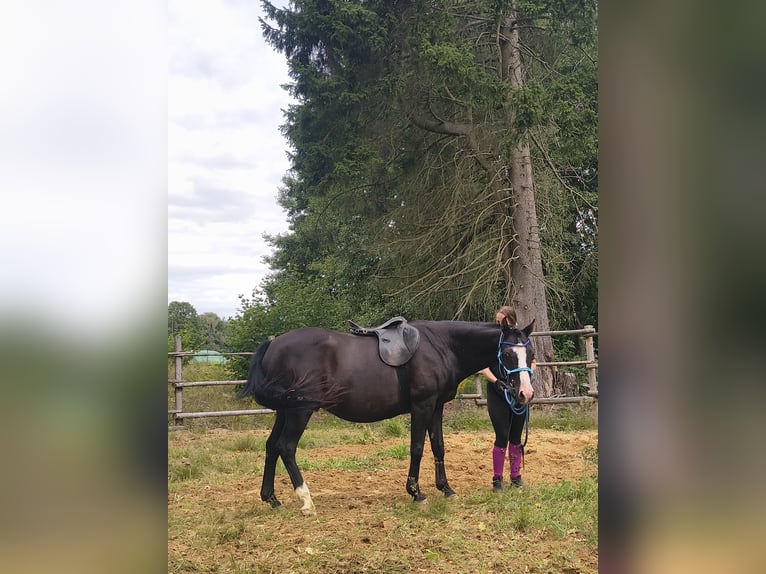 American Indian Horse Hongre 17 Ans 155 cm Overo-toutes couleurs in Stare