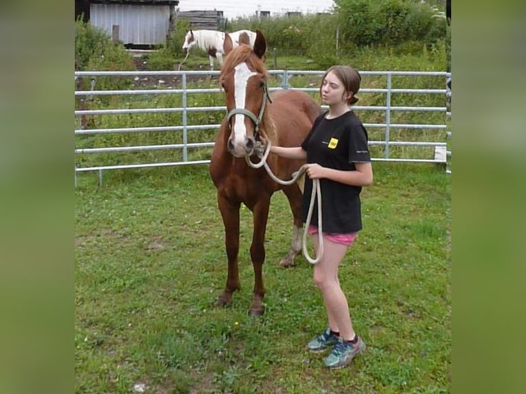 American Indian Horse Hongre 2 Ans 150 cm Alezan in Julbach