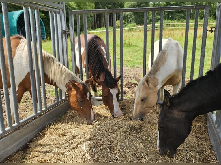American Indian Horse Hongre 3 Ans 152 cm Pinto in Langerwehe