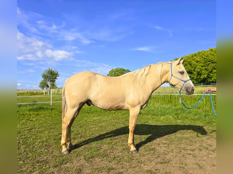 American Indian Horse Hongre 3 Ans 156 cm Dunalino in Monschau