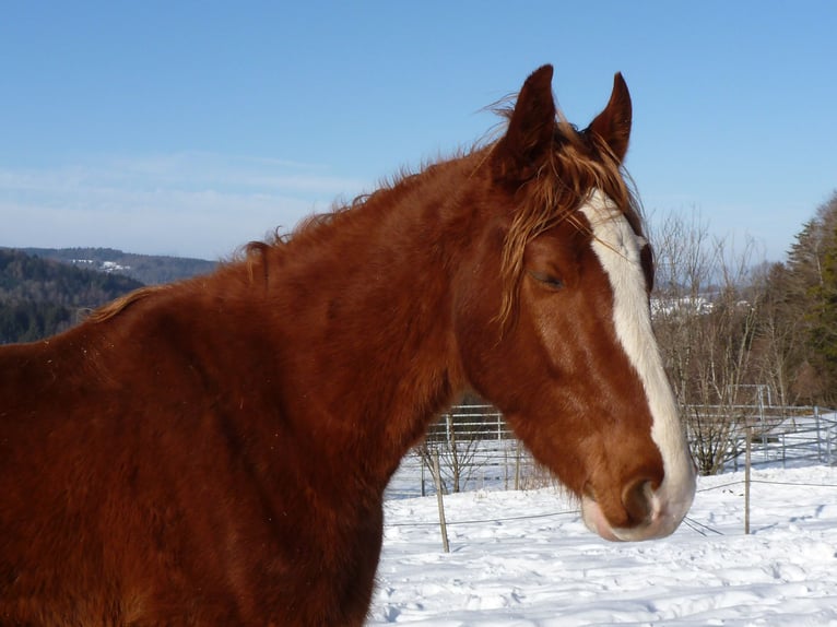 American Indian Horse Hongre 4 Ans 150 cm Alezan in Julbach