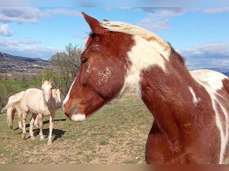 American Indian Horse Hongre 6 Ans 160 cm Tobiano-toutes couleurs in Saint-Bres