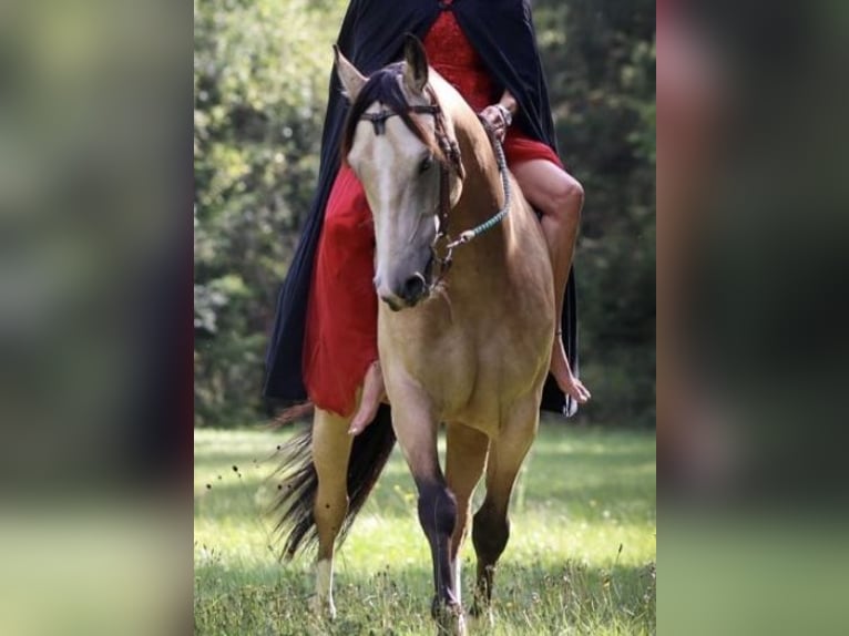 American Indian Horse Hongre 8 Ans 156 cm Isabelle in Hohenau