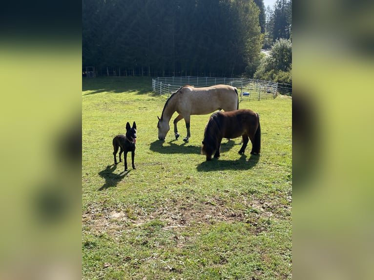 American Indian Horse Hongre 8 Ans 156 cm Isabelle in Hohenau