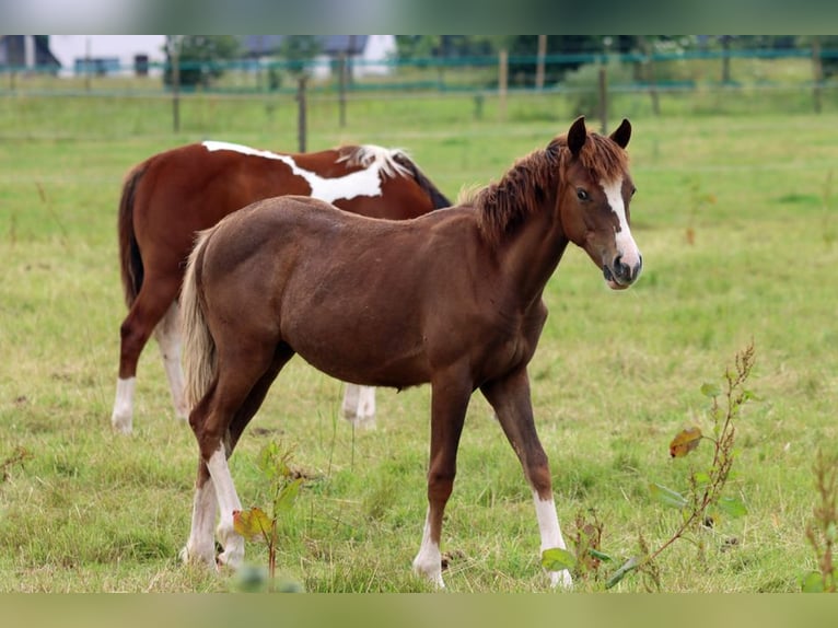 American Indian Horse Jument 2 Ans 150 cm Alezan brûlé in Hellenthal