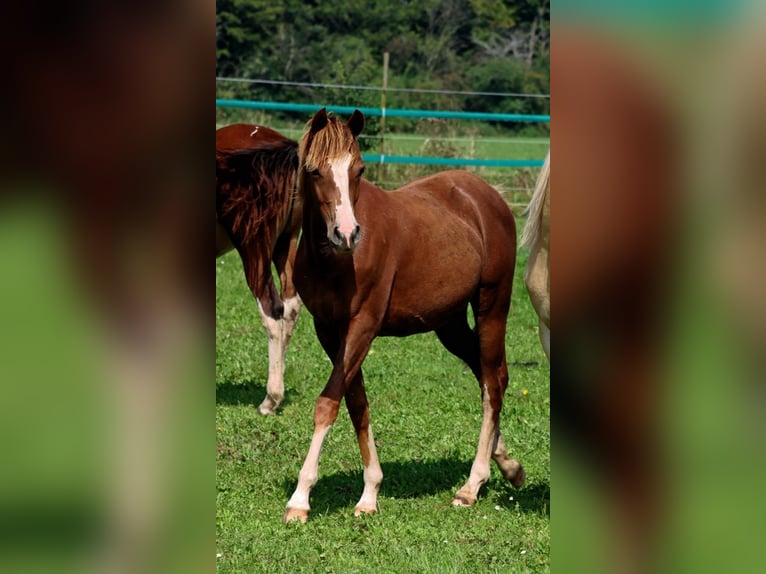 American Indian Horse Jument 2 Ans 150 cm Alezan brûlé in Hellenthal