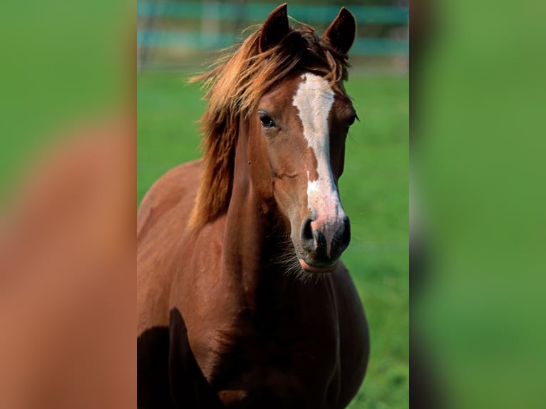 American Indian Horse Jument 2 Ans 150 cm Alezan brûlé in Hellenthal