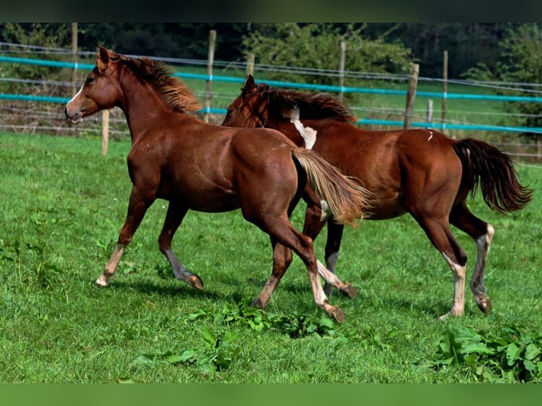 American Indian Horse Jument 2 Ans 150 cm Alezan brûlé in Hellenthal