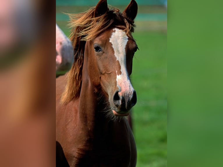 American Indian Horse Jument 2 Ans 150 cm Alezan brûlé in Hellenthal