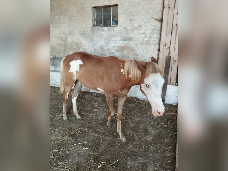 American Indian Horse Croisé Jument 2 Ans Pinto in Ampflwang