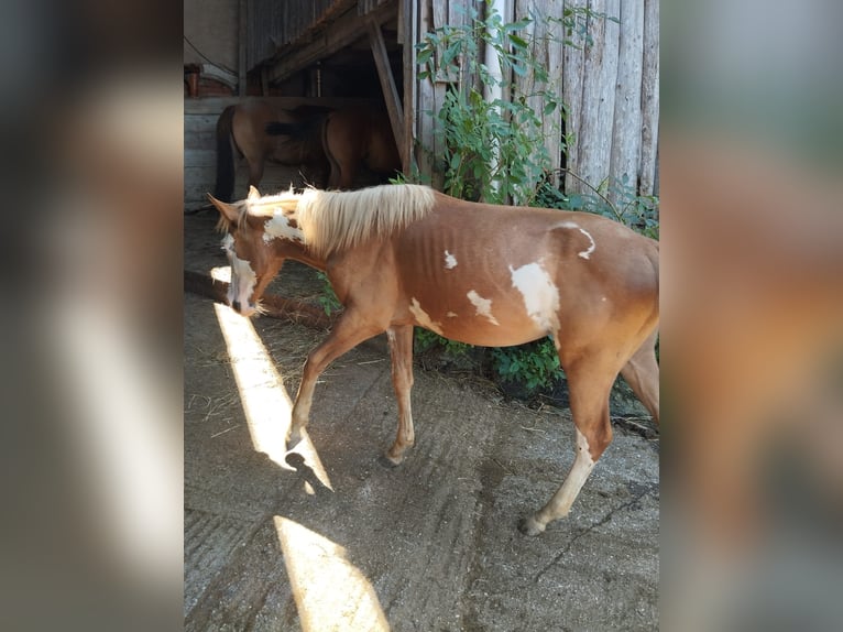 American Indian Horse Croisé Jument 2 Ans Pinto in Ampflwang