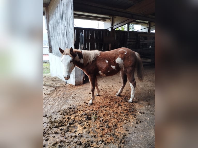 American Indian Horse Croisé Jument 2 Ans Pinto in Ampflwang