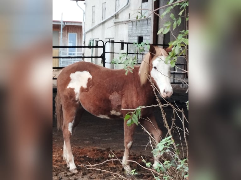 American Indian Horse Croisé Jument 2 Ans Pinto in Ampflwang